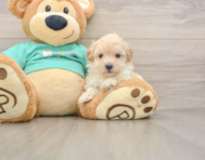 8 week old Maltipoo Puppy For Sale - Premier Pups