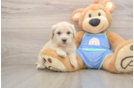 Smart Maltipoo Poodle Mix Pup
