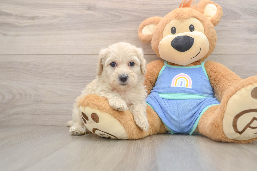 Smart Maltipoo Poodle Mix Pup