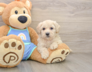 7 week old Maltipoo Puppy For Sale - Premier Pups