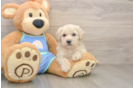 Little Maltese Poodle Poodle Mix Puppy