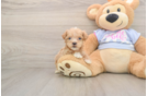 Happy Maltipoo Baby