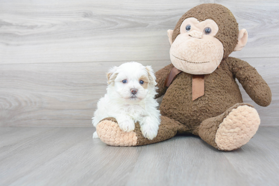 Best Maltipoo Baby