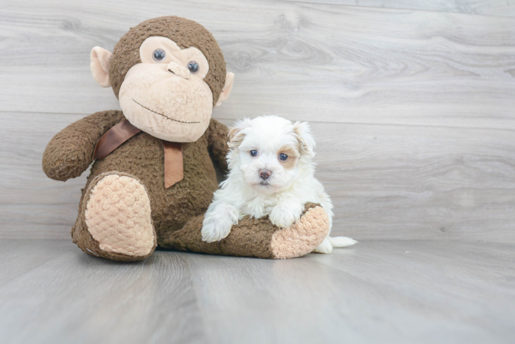 Maltipoo Pup Being Cute