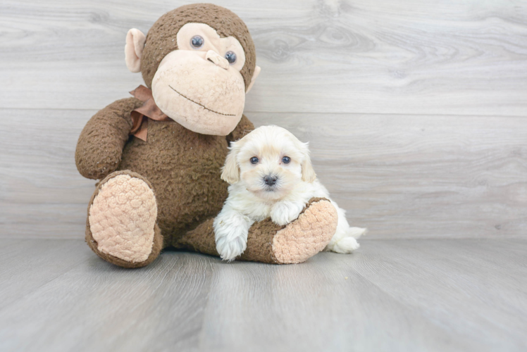 Sweet Maltipoo Baby