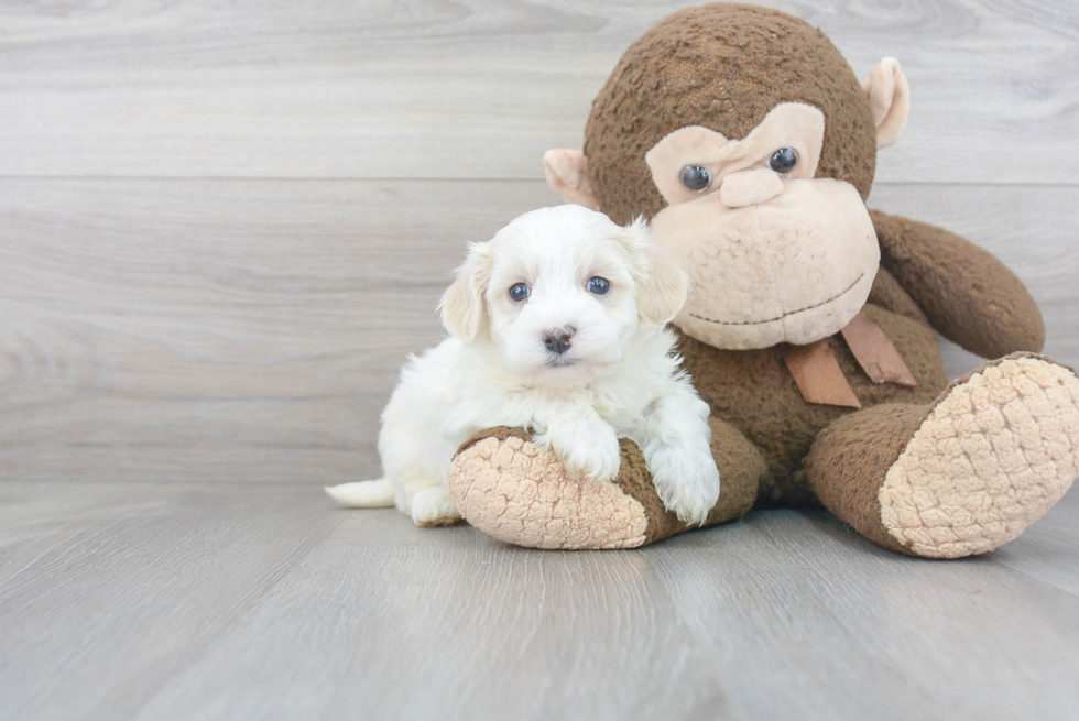 Popular Maltipoo Poodle Mix Pup