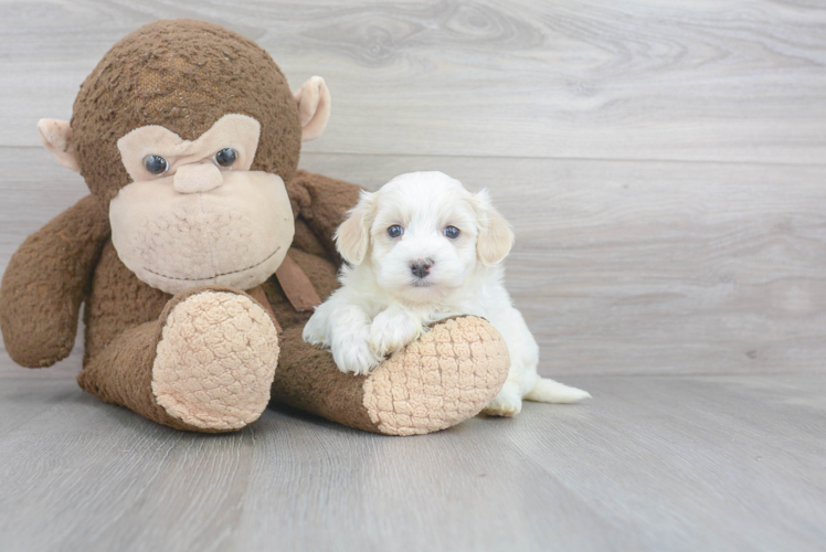 Friendly Maltipoo Baby