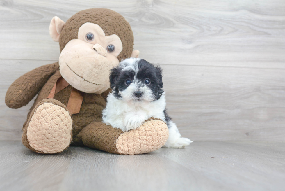 Funny Maltipoo Poodle Mix Pup