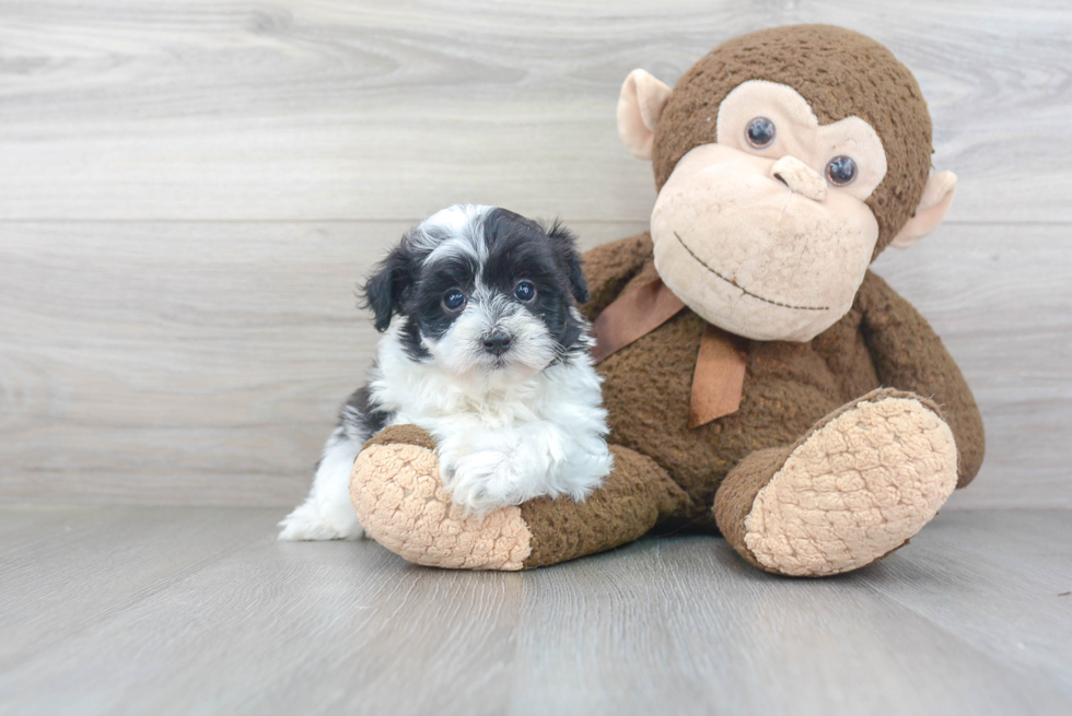 Adorable Maltepoo Poodle Mix Puppy