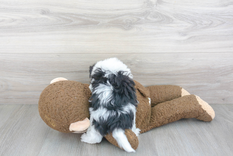 Maltipoo Pup Being Cute