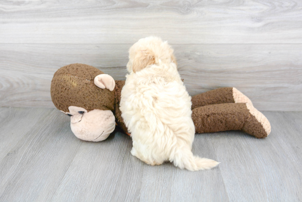 Maltipoo Pup Being Cute