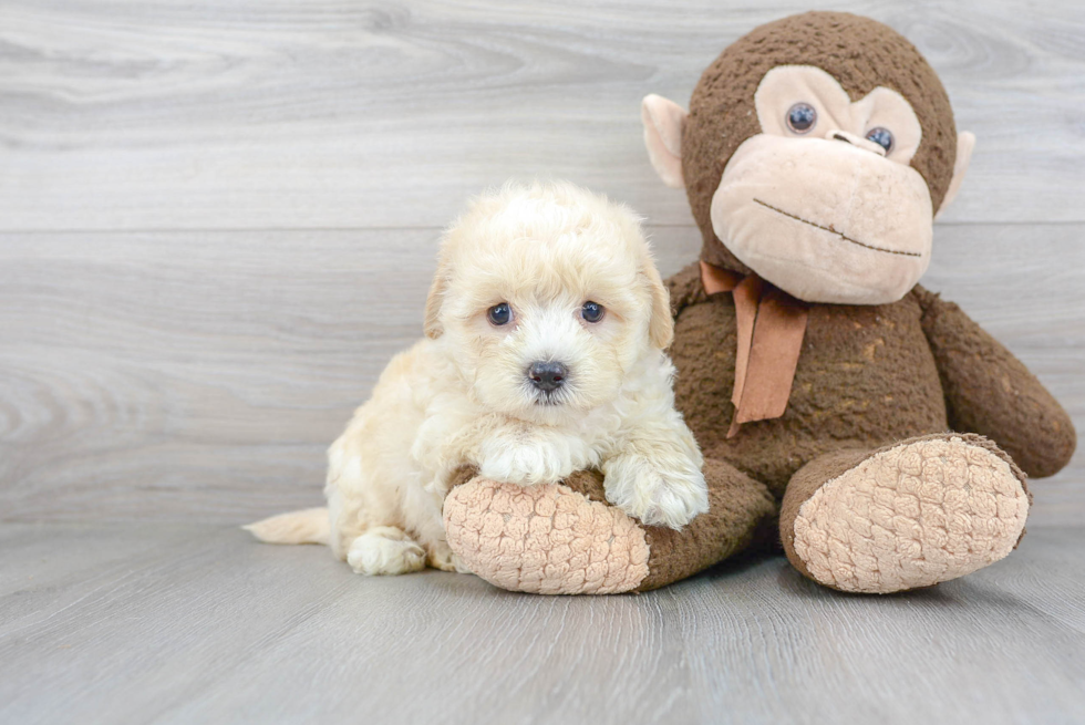 Maltipoo Puppy for Adoption