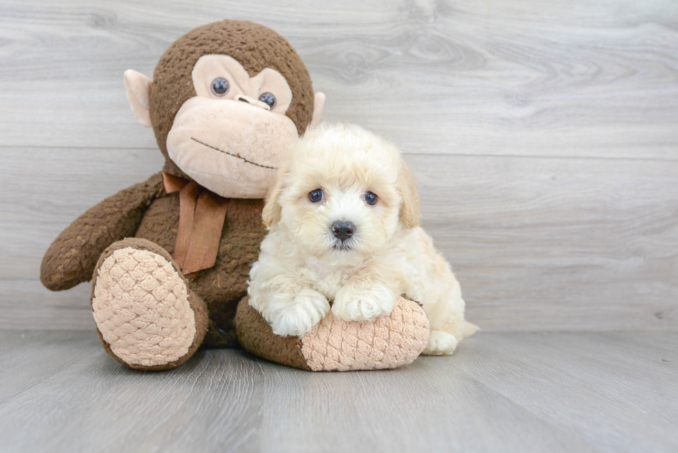 Funny Maltipoo Poodle Mix Pup