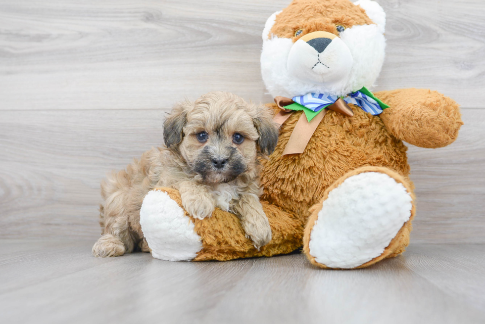 Maltipoo Pup Being Cute