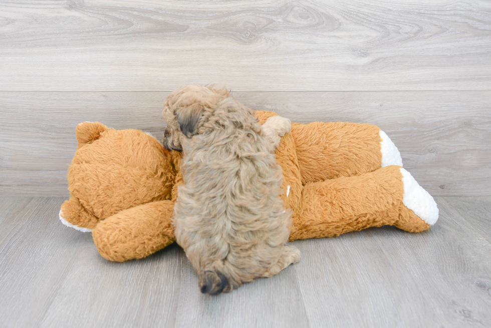 Popular Maltipoo Poodle Mix Pup