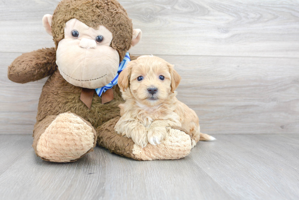 Energetic Maltepoo Poodle Mix Puppy