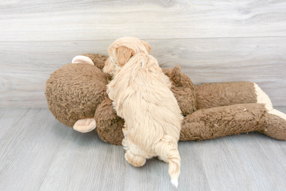 Energetic Maltepoo Poodle Mix Puppy