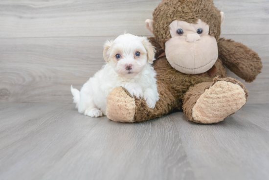 Maltipoo Pup Being Cute