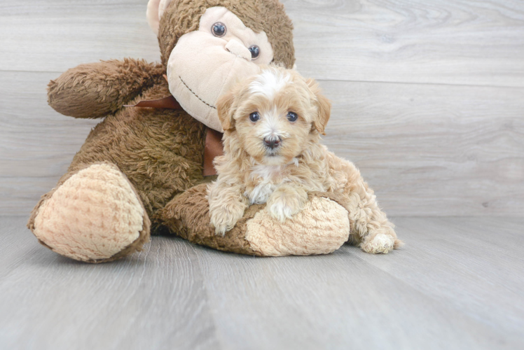 Cute Maltipoo Baby