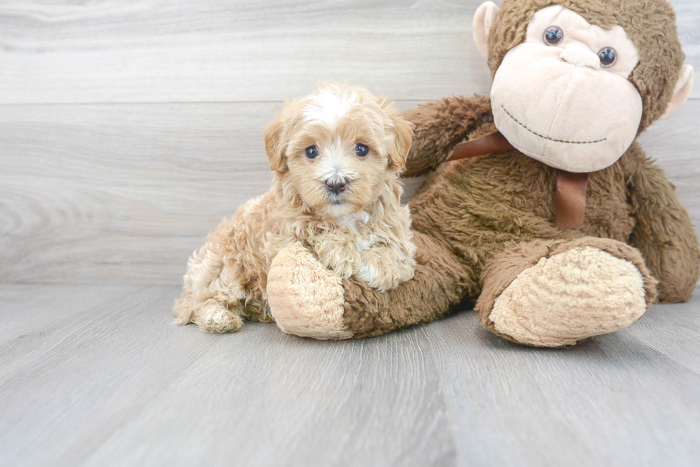Cute Maltipoo Baby