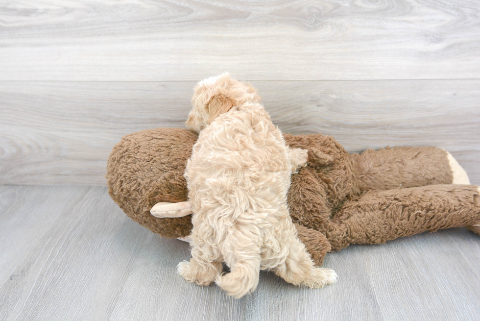 Maltipoo Pup Being Cute