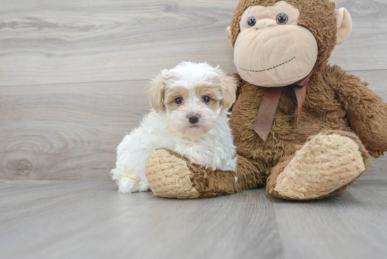 Smart Maltipoo Poodle Mix Pup