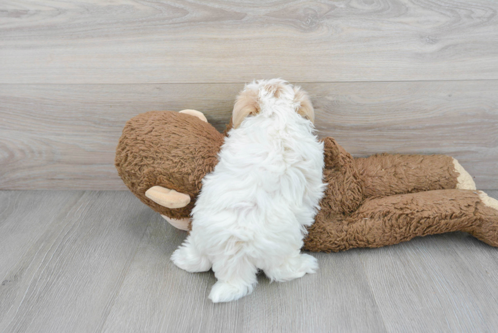 Maltipoo Puppy for Adoption