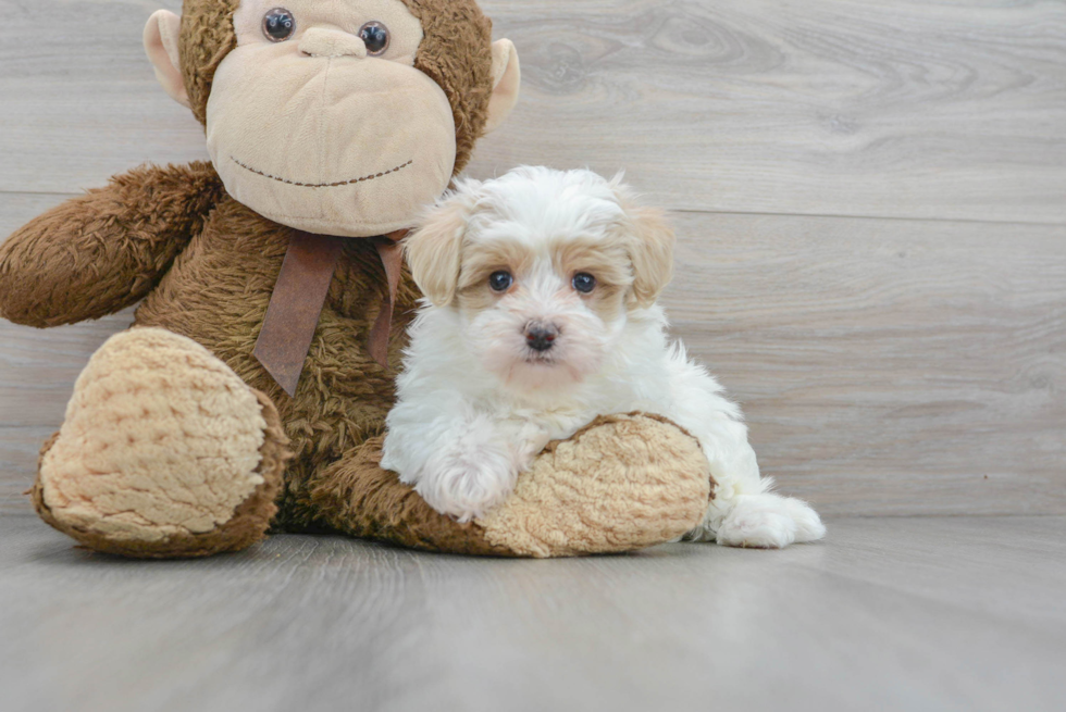 Best Maltipoo Baby