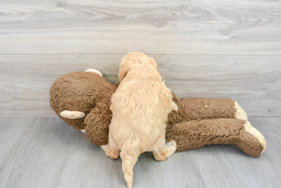 Maltipoo Pup Being Cute