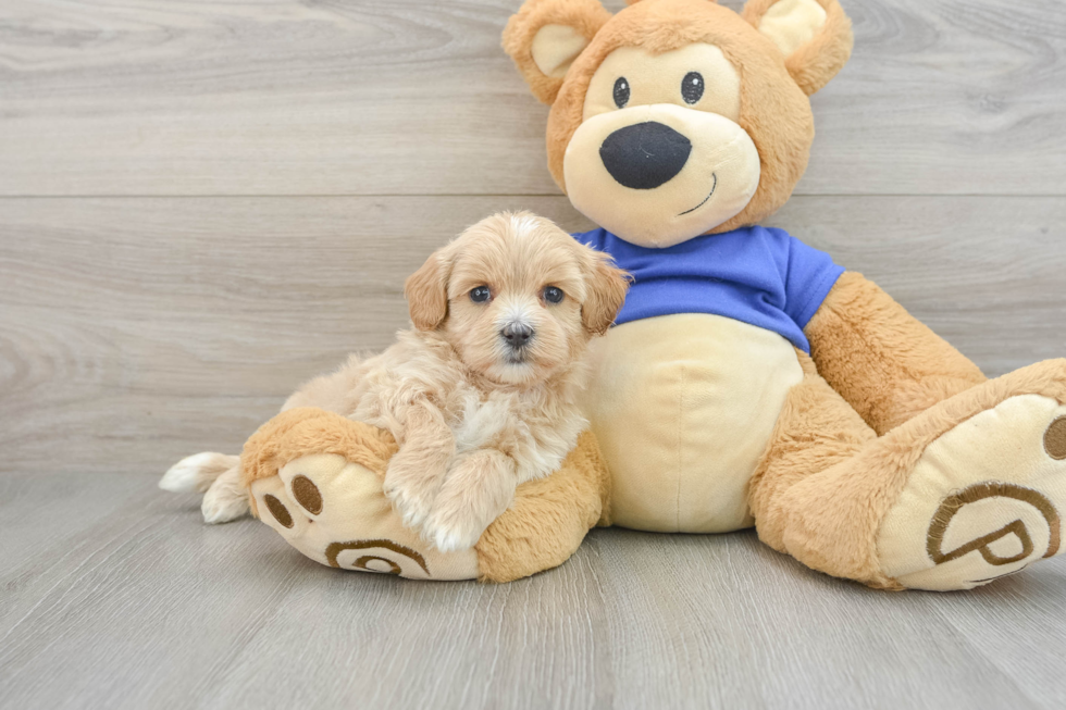 Maltipoo Pup Being Cute