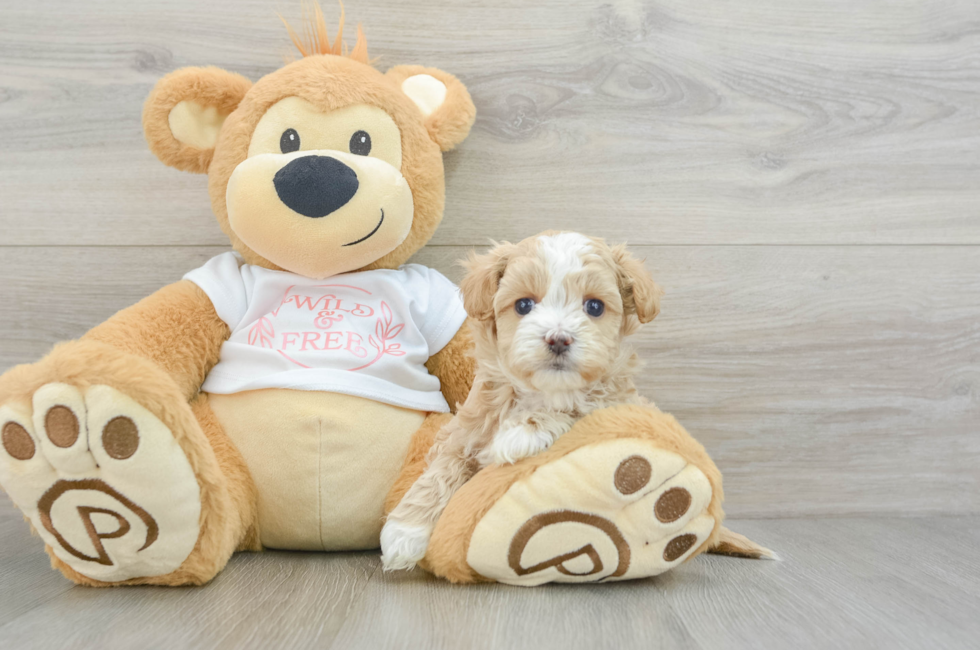 6 week old Maltipoo Puppy For Sale - Premier Pups