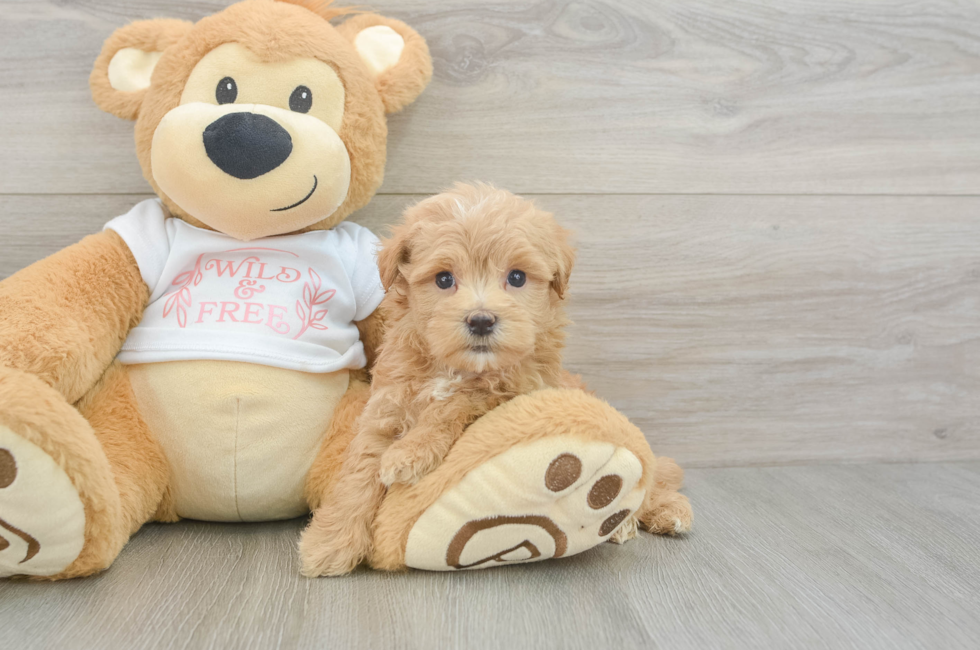 6 week old Maltipoo Puppy For Sale - Premier Pups