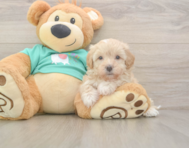 7 week old Maltipoo Puppy For Sale - Premier Pups