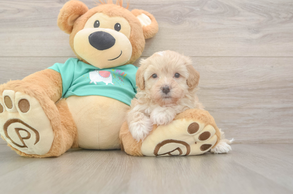 6 week old Maltipoo Puppy For Sale - Premier Pups