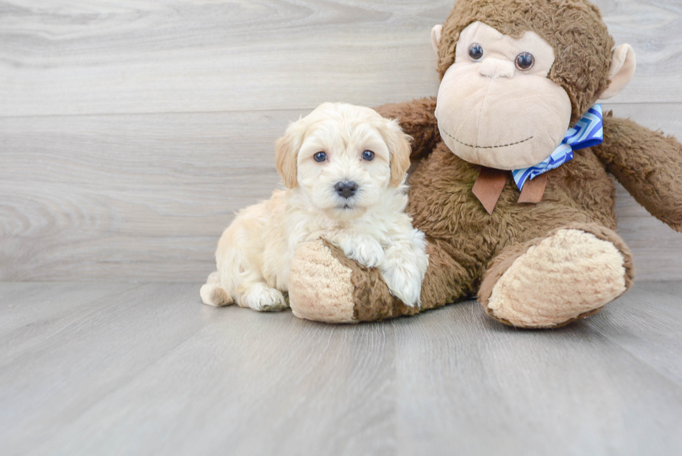 Maltipoo Puppy for Adoption