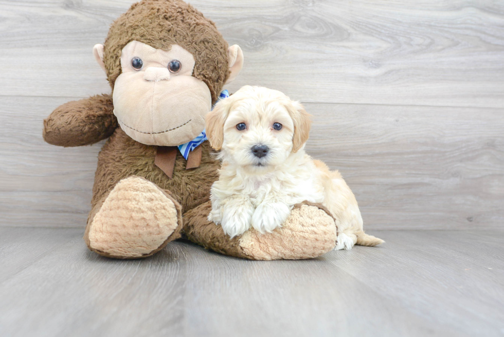 Maltipoo Pup Being Cute