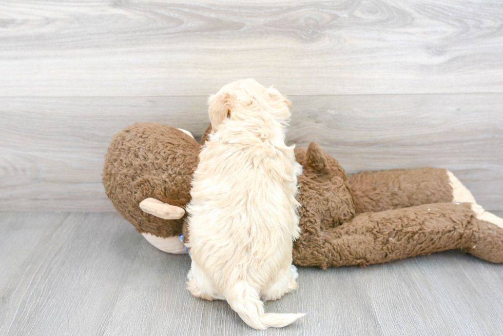 Small Maltipoo Baby