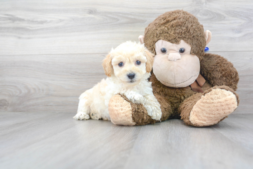 Popular Maltipoo Poodle Mix Pup