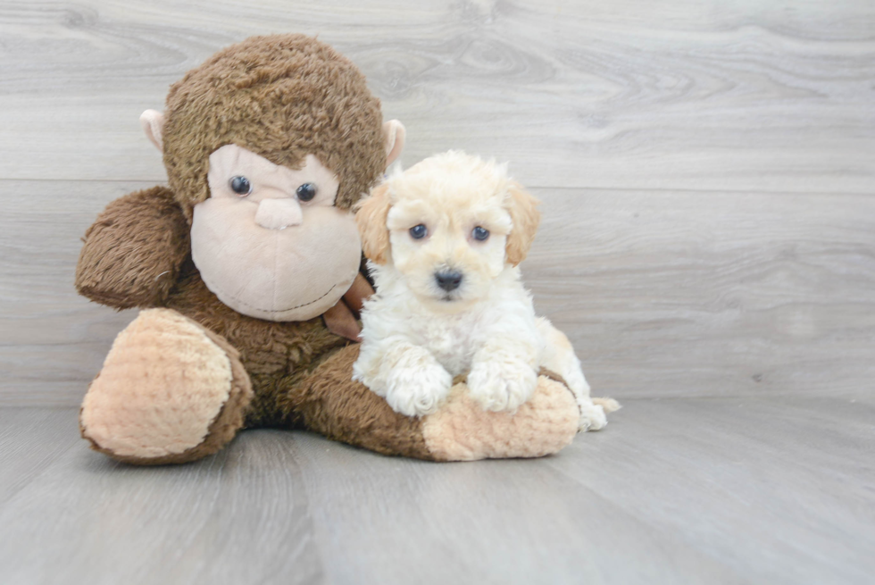 Playful Maltese Poodle Poodle Mix Puppy