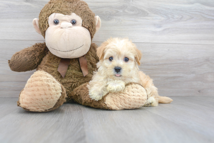 Cute Maltipoo Baby