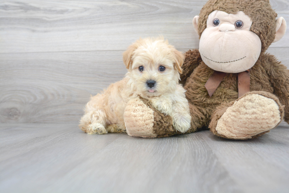 Best Maltipoo Baby