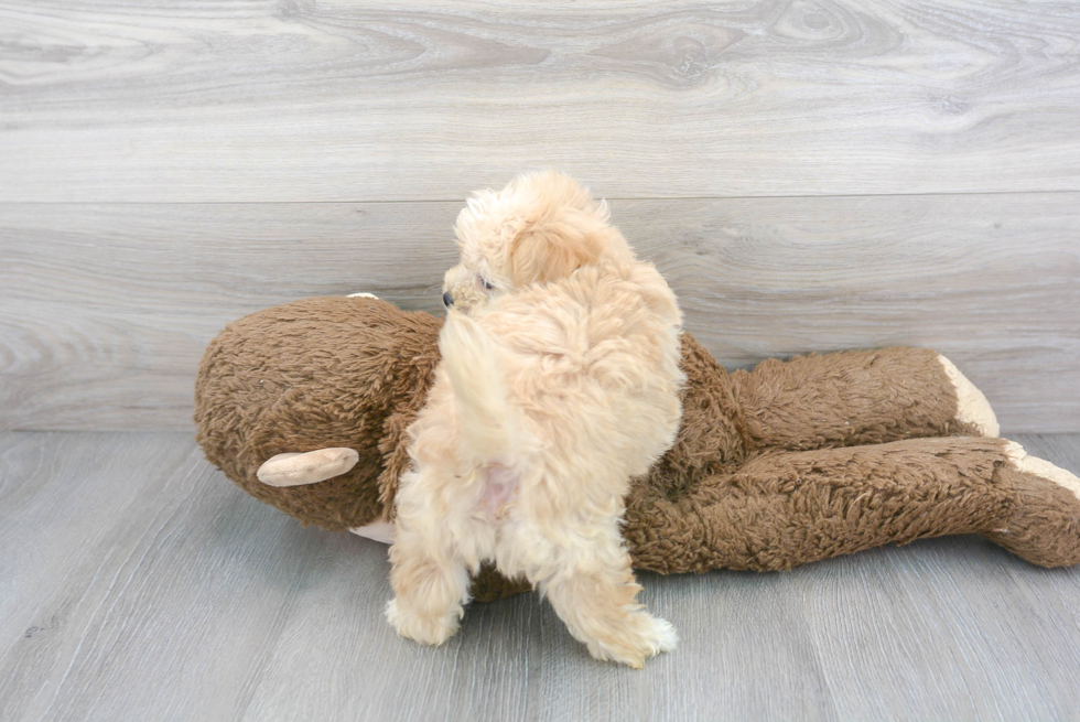 Cute Maltipoo Poodle Mix Pup