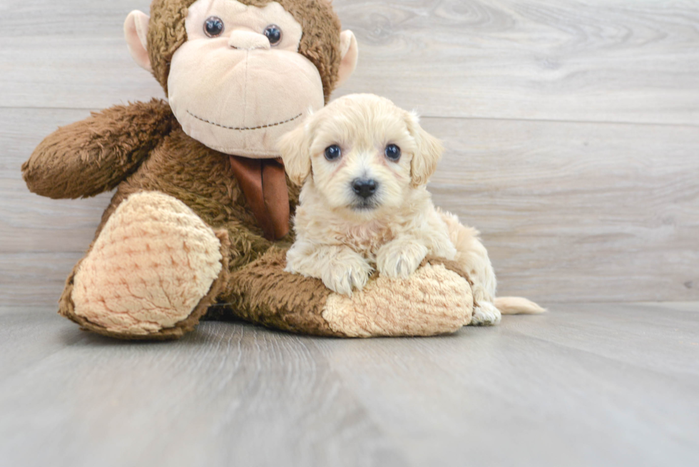 Maltipoo Pup Being Cute