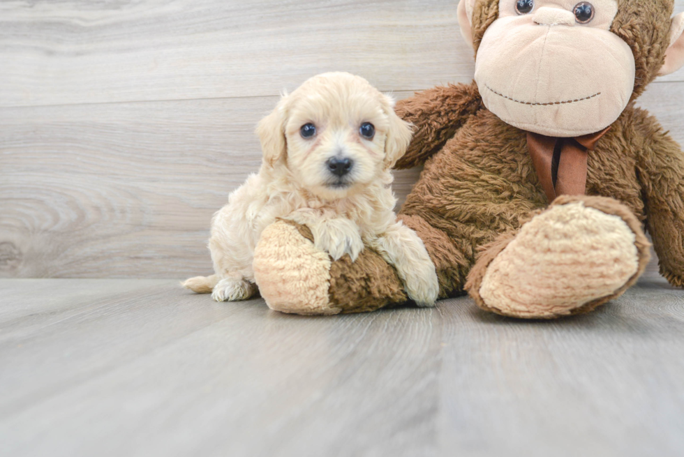 Best Maltipoo Baby