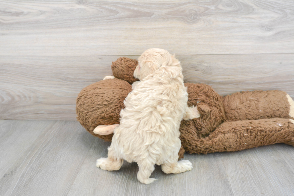 Adorable Maltepoo Poodle Mix Puppy