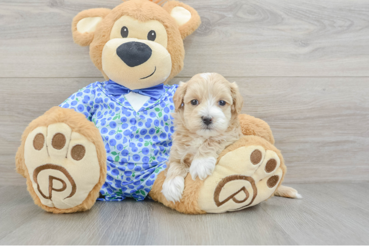 Maltipoo Puppy for Adoption