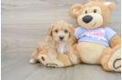 Adorable Multipoo Poodle Mix Puppy