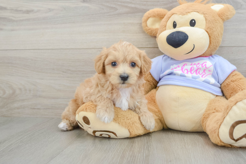 Meet Hamm - our Maltipoo Puppy Photo 1/3 - Premier Pups