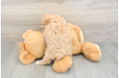 Funny Maltipoo Poodle Mix Pup