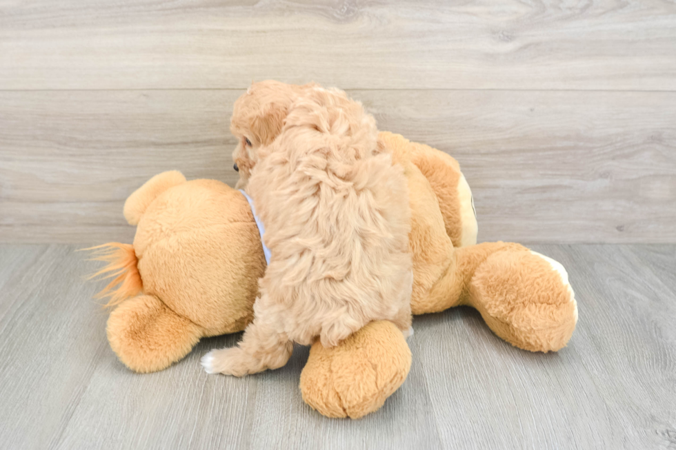 Funny Maltipoo Poodle Mix Pup